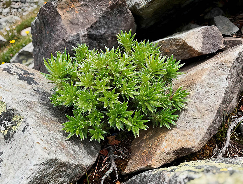 Saxifraga sancta
